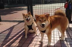 开云下载-从绿茵场到篮球馆，摩洛哥踏平爱尔兰的启示与西决生死战的终极对决